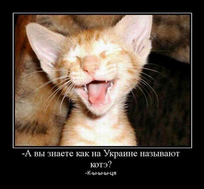 Как на Украине называют кошку?