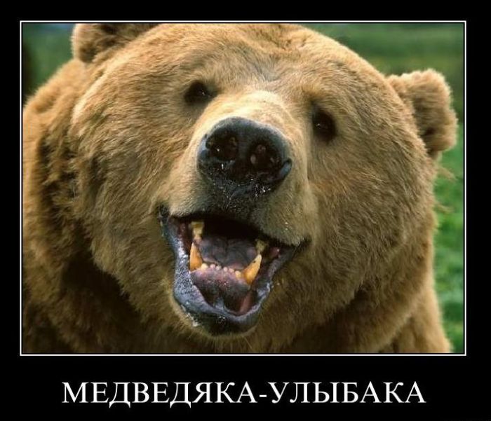 Медведяка–улыбака